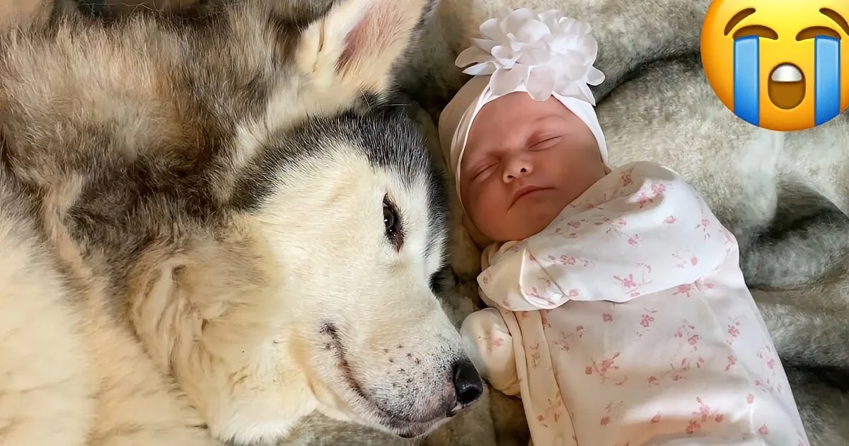 A husky dog gently rests its head near a sleeping baby wrapped in a floral blanket.