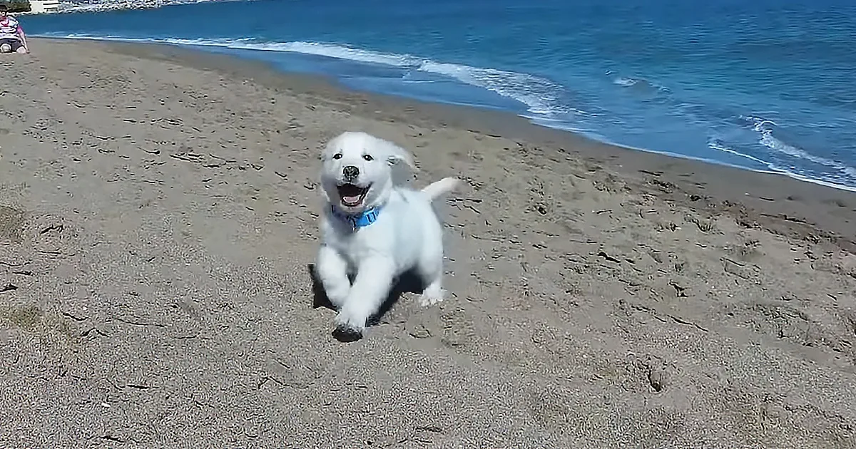 Golden Retriever Pup Gets a Thrill out of First Beach Visit
