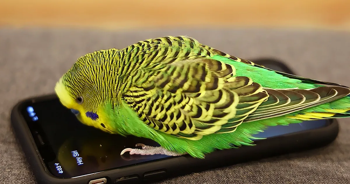 A vibrant green and yellow parakeet perches on a smartphone displaying "Hey Siri."