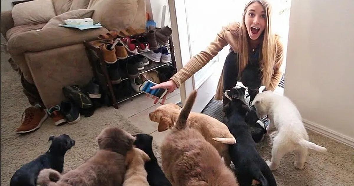 Man Fills House With the Cutest Puppies to Surprise His Wife