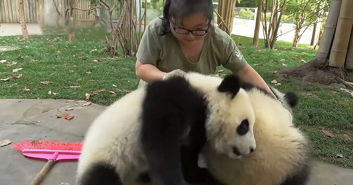 A panda bear is being petted by a person in a green shirt, with a broom and grassy area in the background.