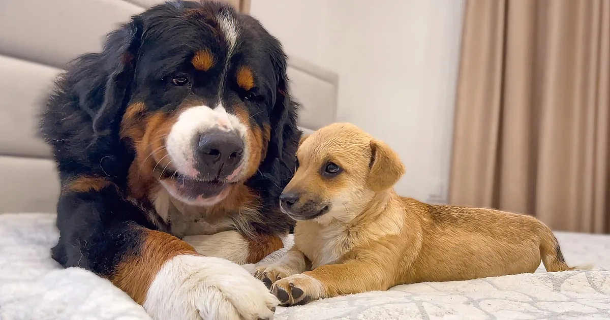 A large black, brown, and white dog and a small golden puppy sit on a bed, looking at each other.