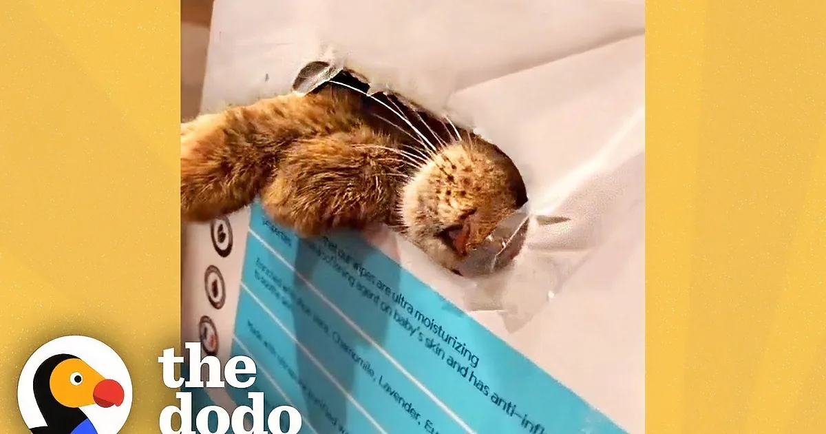 A tabby cat with striped fur stands on a wooden staircase, looking directly at the camera.