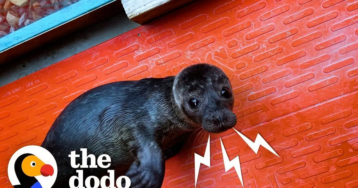 Orphaned Baby Seal Misses Her Mama, Has Adorable Way of Showing It