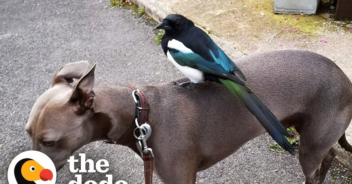 A greyhound rests on a colorful cushion while a magpie perches on its leg.