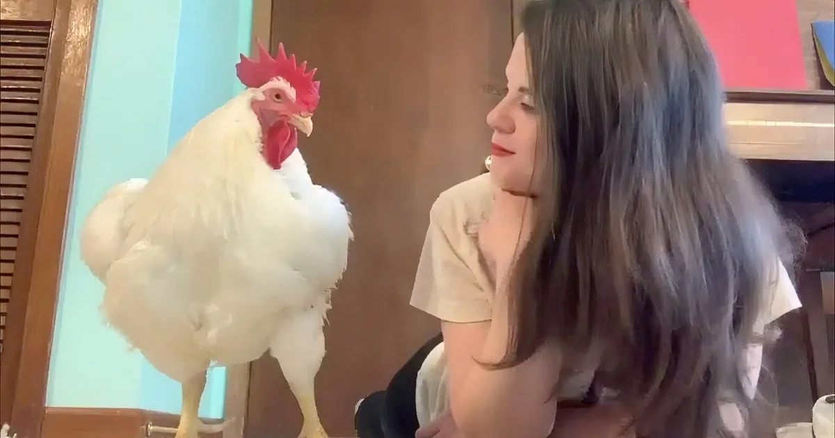 A woman is holding a white rooster with a red comb and wattle.