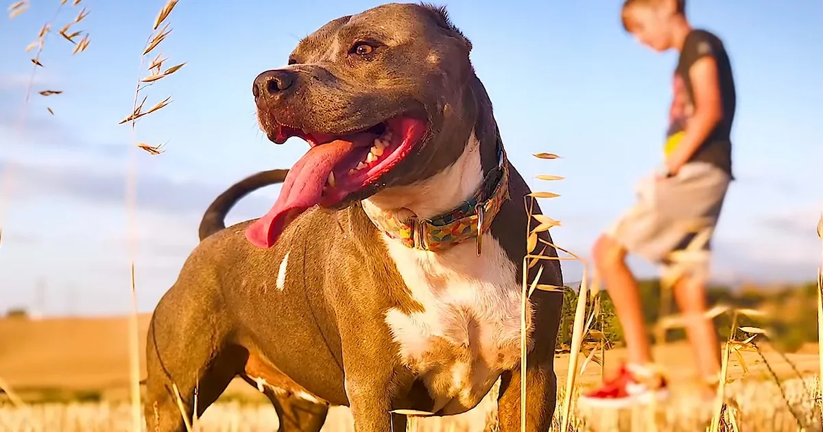 Heartwarming Moment ''Fighting'' Pit Bull Gets New Lease on Life