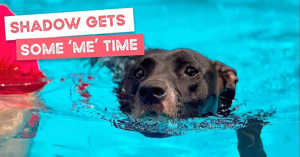 A man in a red shirt and cowboy hat is holding a black dog in a swimming pool.