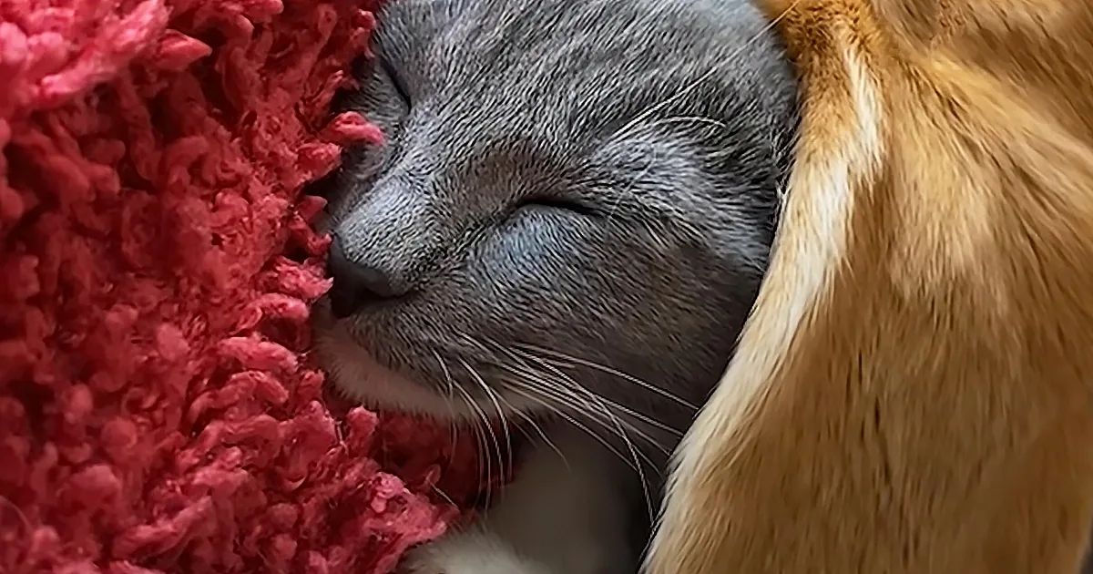 A gray cat is sleeping peacefully with its head resting on a red textured surface.