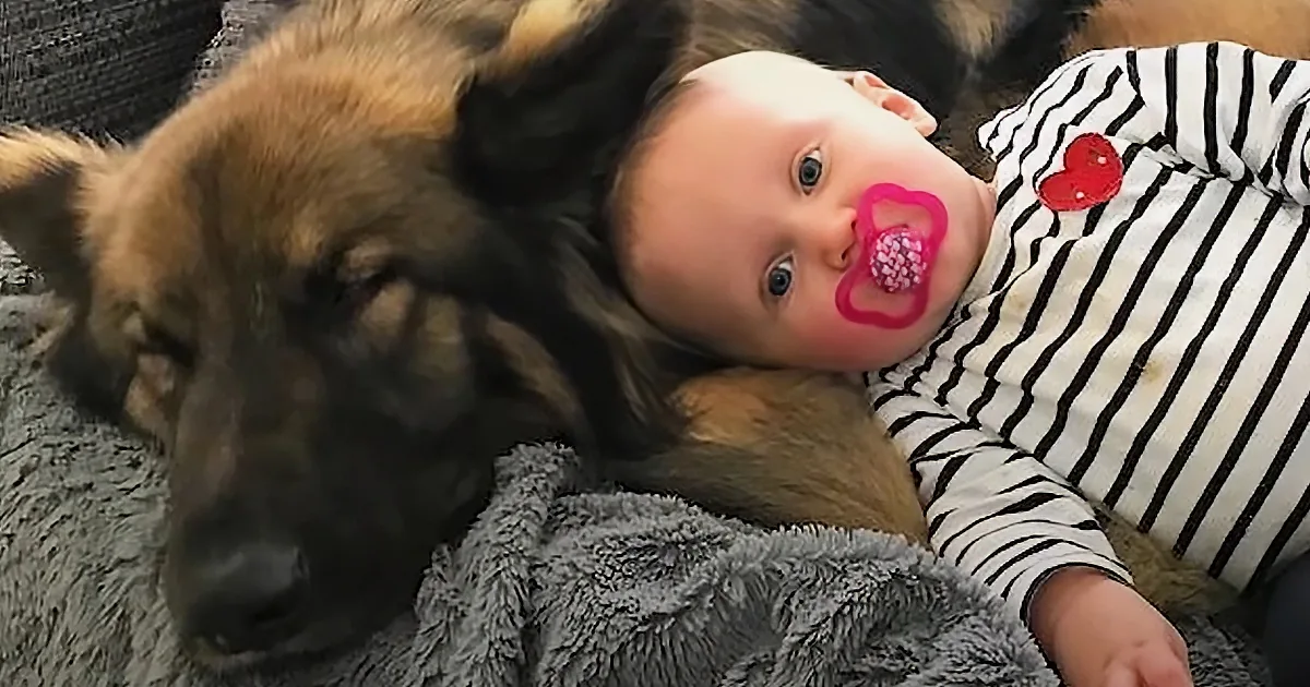 A baby wearing a striped shirt with a heart patch lies on a gray blanket, with a large brown and black dog nuzzling nearby.