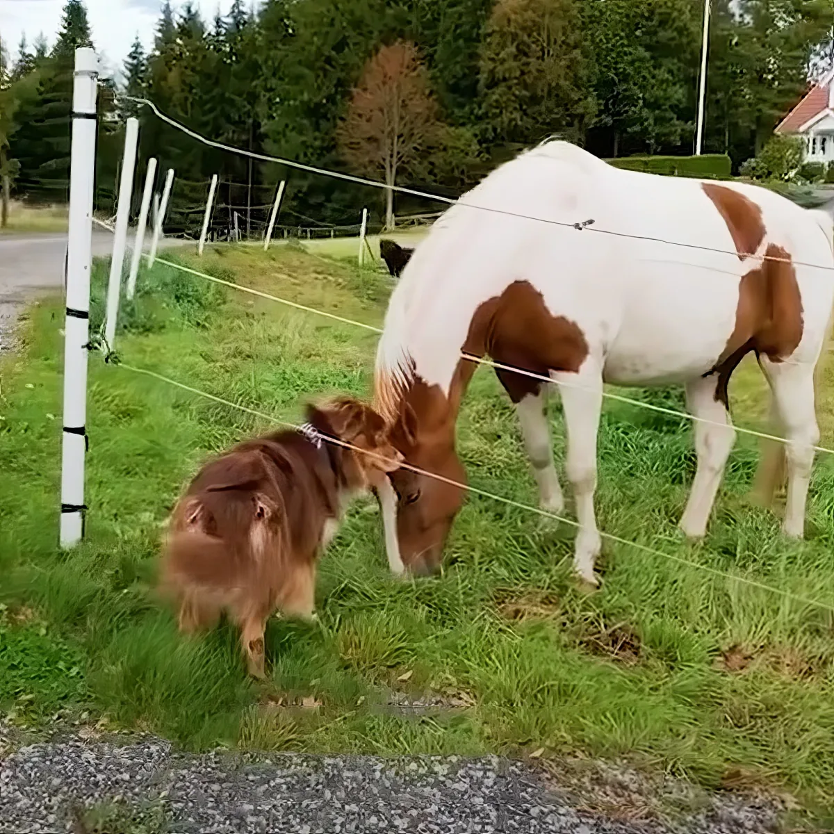 Horse and dog