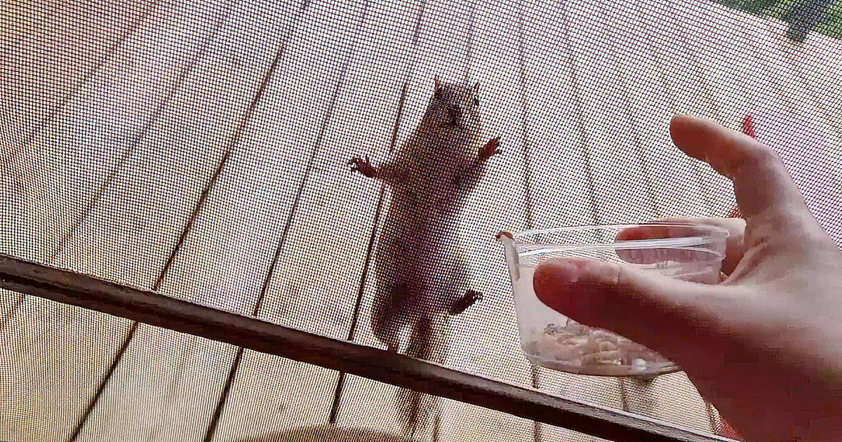 A chipmunk is hanging upside down on a screen door, looking down.