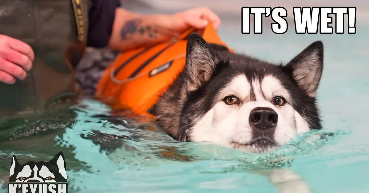 A husky wearing an orange life vest is swimming in a pool with a person assisting.
