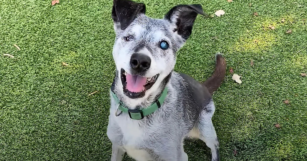 A happy dog with blue eyes and a green collar sits on grass, looking up.