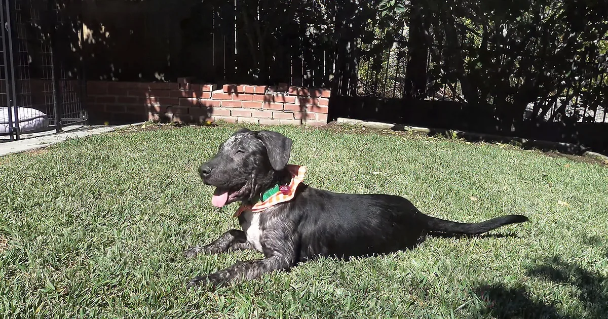 A black dog with a colorful bandana lies on a grassy lawn, tongue out, under sunlight.
