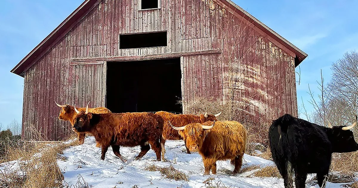 Highland cattle with long, shaggy coats stand in front of a rustic red barn on a snowy day.