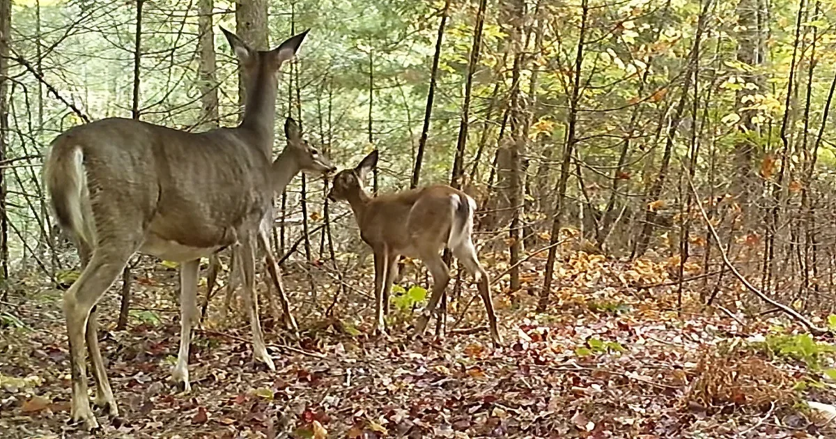 Three deer stand in a forest with fallen leaves and trees in the background.