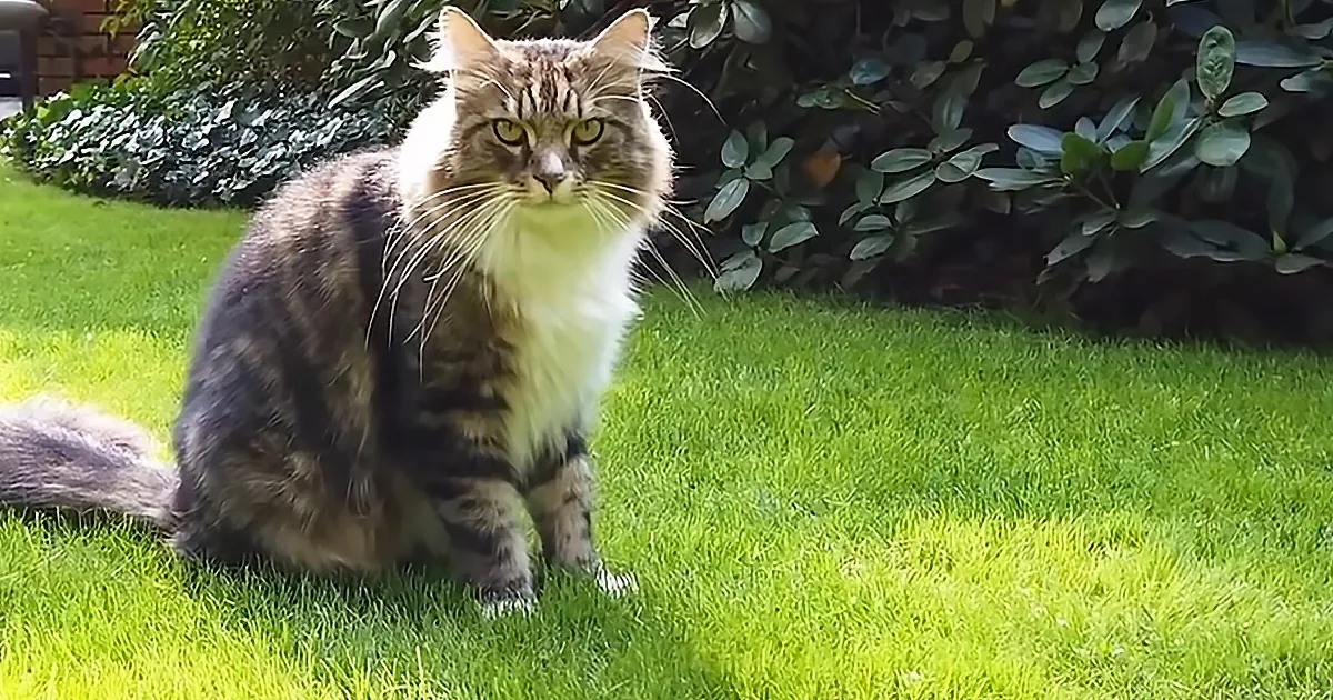 A fluffy tabby cat with green eyes sits on a grassy lawn, surrounded by bushes.