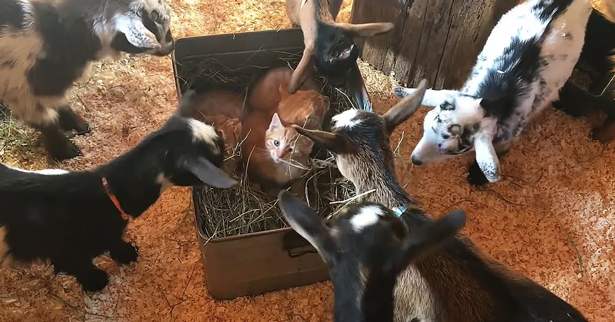A curious orange cat sits in a hay box surrounded by several goats.