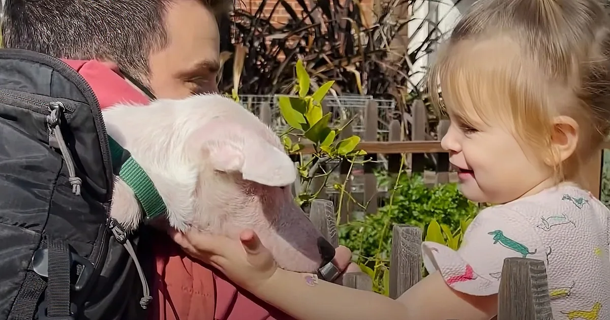 A child pets a small white pig held by a person in a red shirt and backpack.