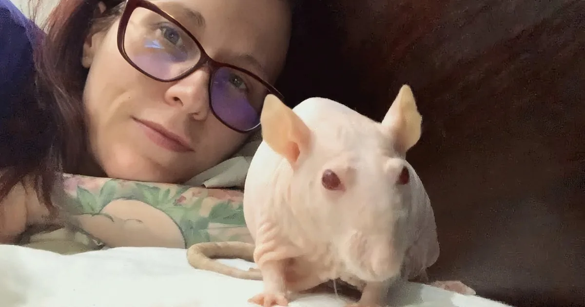 A person with glasses and a tattooed arm is lying down, looking at a white, hairless chinchilla.