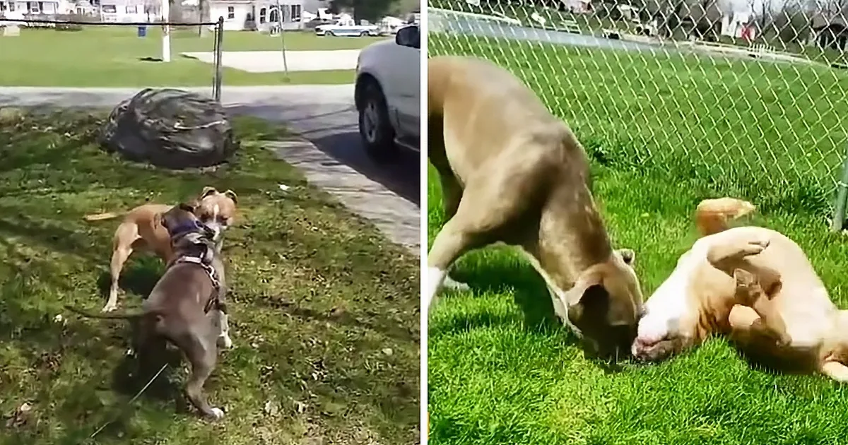 Two dogs playfully interact on grass, one standing while the other lies down, both appearing happy and energetic.