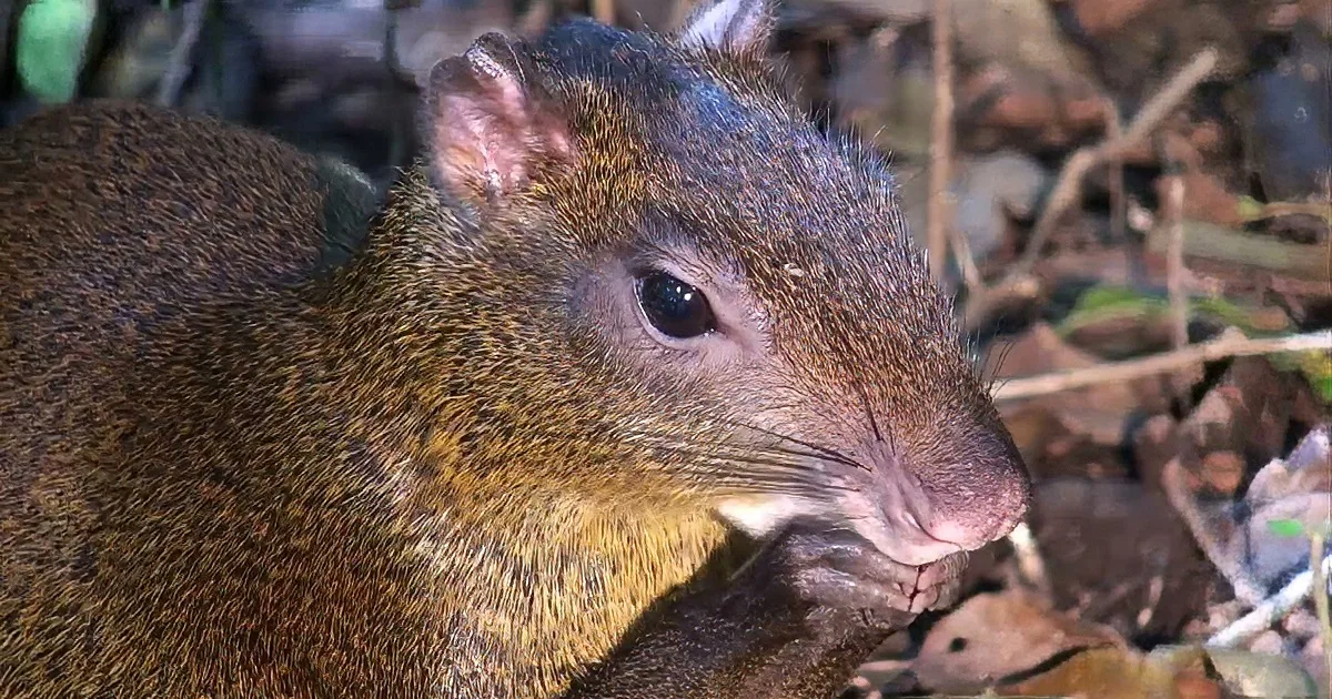 Giant Agouti Protects the Rainforest With Fascinating Behavior