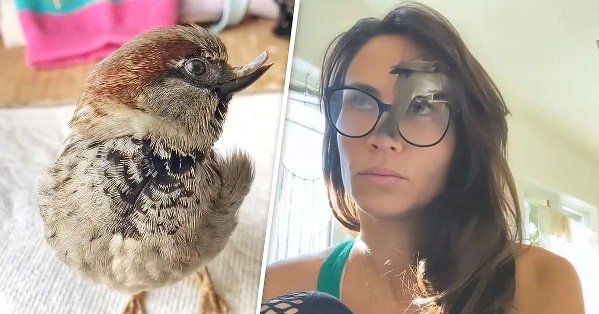 A bird perched on a person's lap, its beak open, while another person holds a small object near their face.