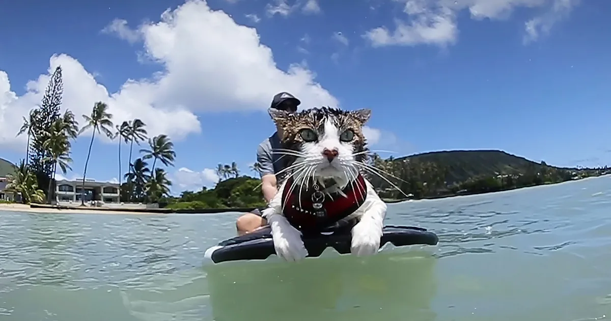 A cat wearing a life vest and a hat is sitting on a surfboard in the water, with a person behind it.