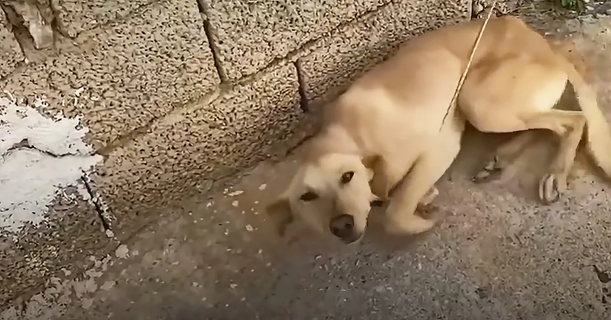 A light brown dog with a leash lies on a cracked concrete surface, looking up.