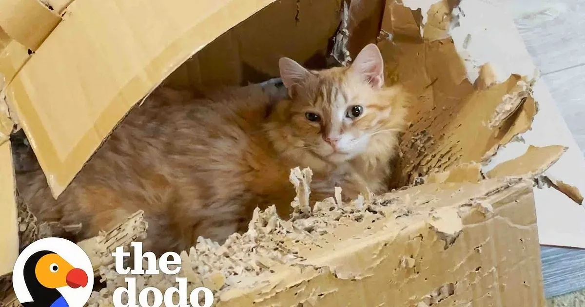 An orange tabby kitten with striking blue eyes peers curiously from a cardboard box amidst shredded paper.