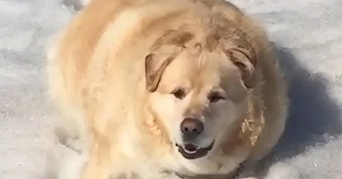 A golden dog with a black collar rests in the snow, its head slightly tilted.