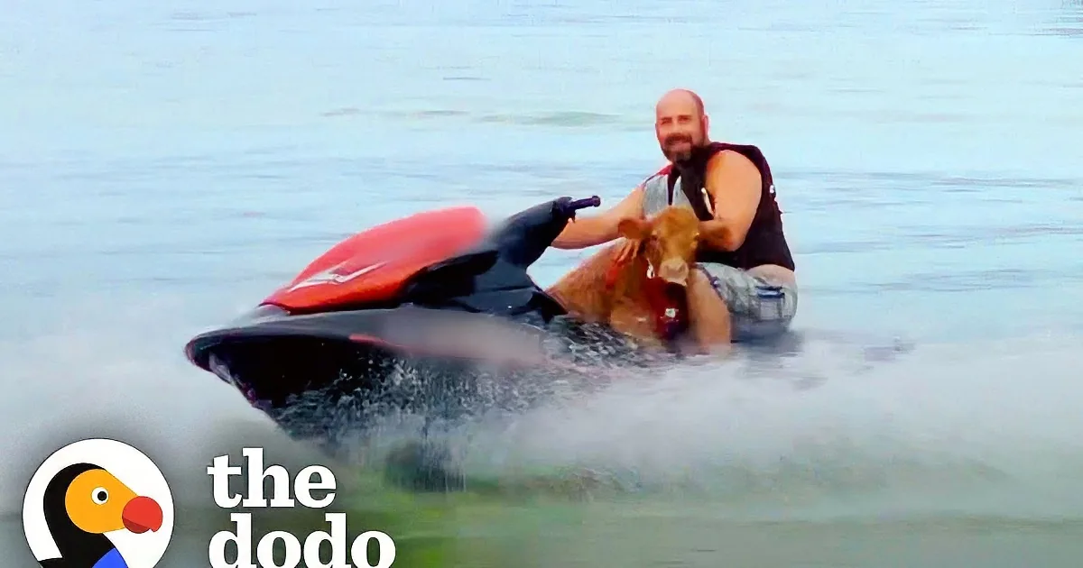 Tiny Cow Loves to Sit on Jetski While Dad Zips Around on Lake