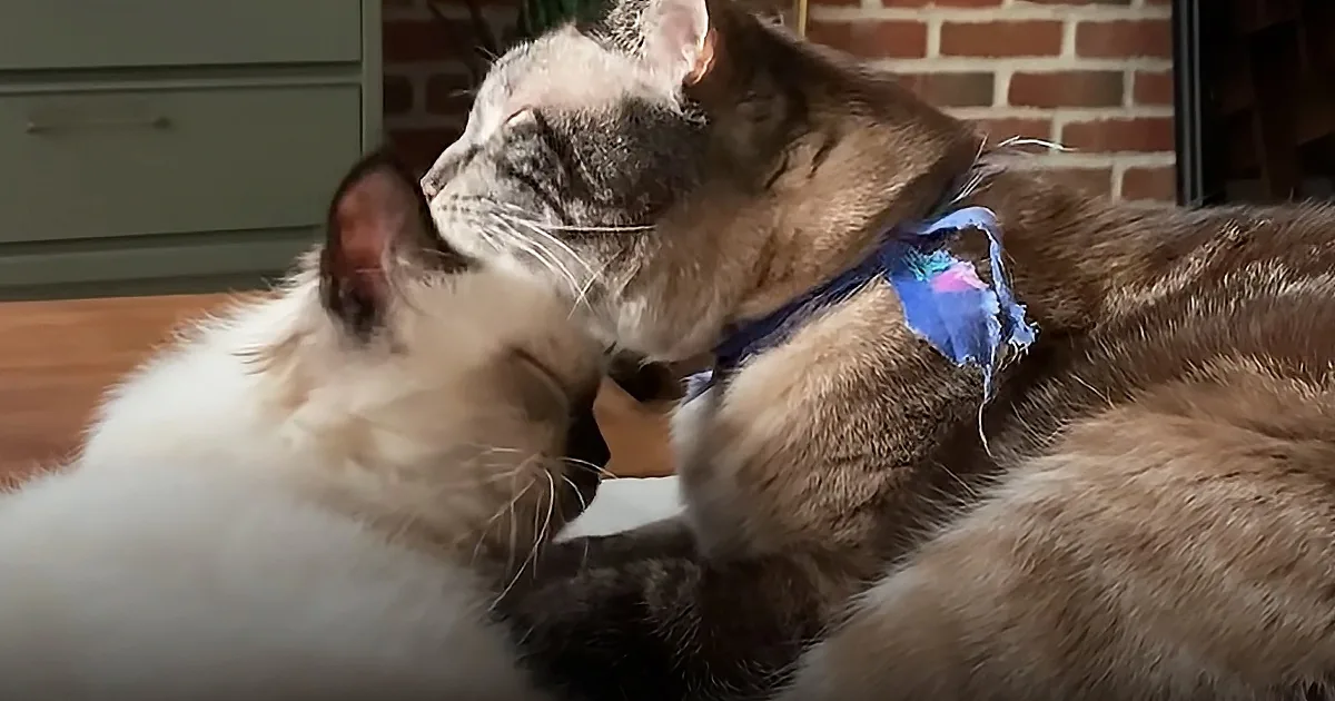 ''Clingy Cat'' Gets New Kitten Brother to Help With Separation Anxiety