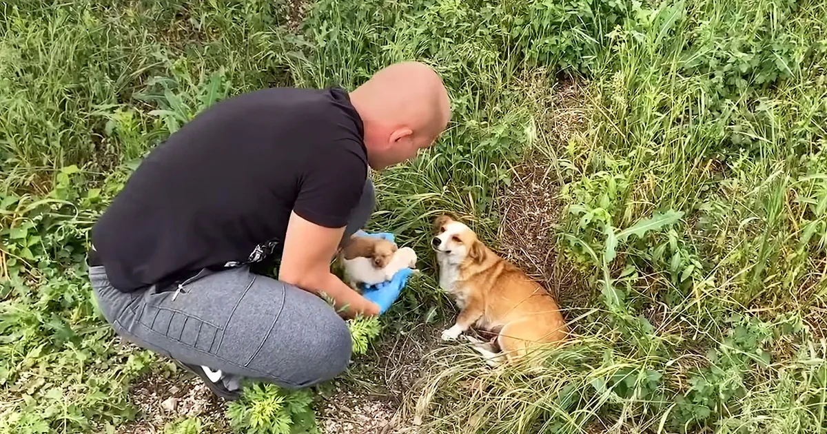 A man kneels in grass, holding a small puppy, while another dog lies nearby, both appearing calm and content.