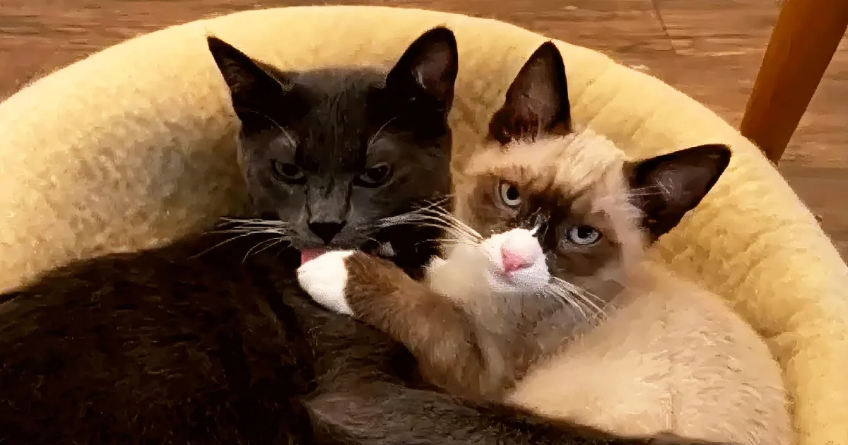Two cats, one black and one with a white face, are cuddled together in a cozy, cream-colored cat bed.