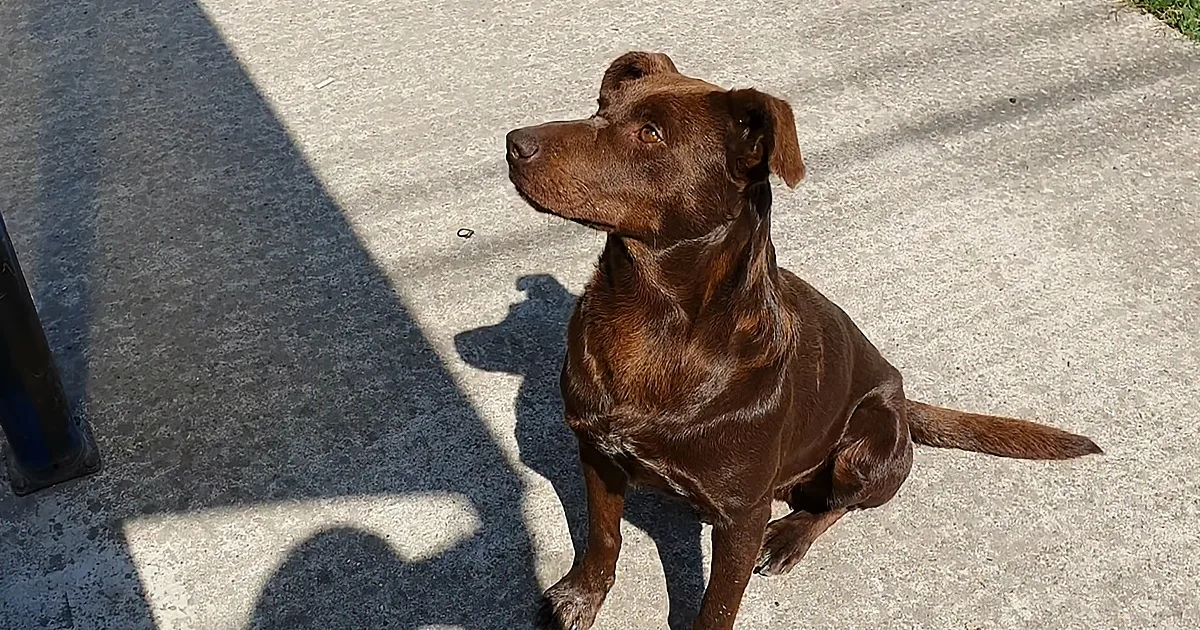 A chocolate Labrador Retriever sits on concrete, casting a shadow, with a person standing nearby.