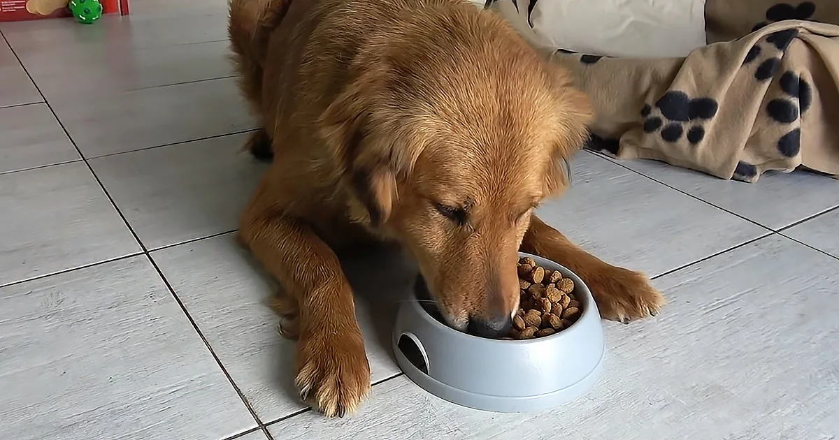 A golden retriever is eating from a bowl on a tiled floor.