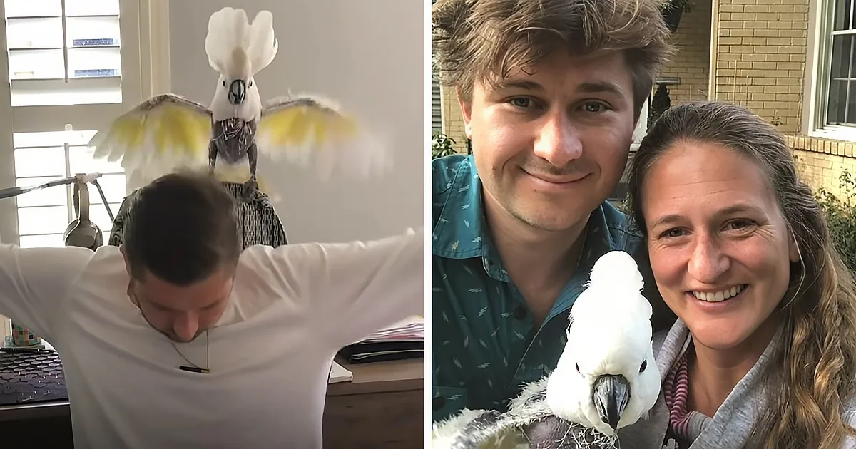 Depressed Cockatoo Learns to Dance With New Mom and Dad