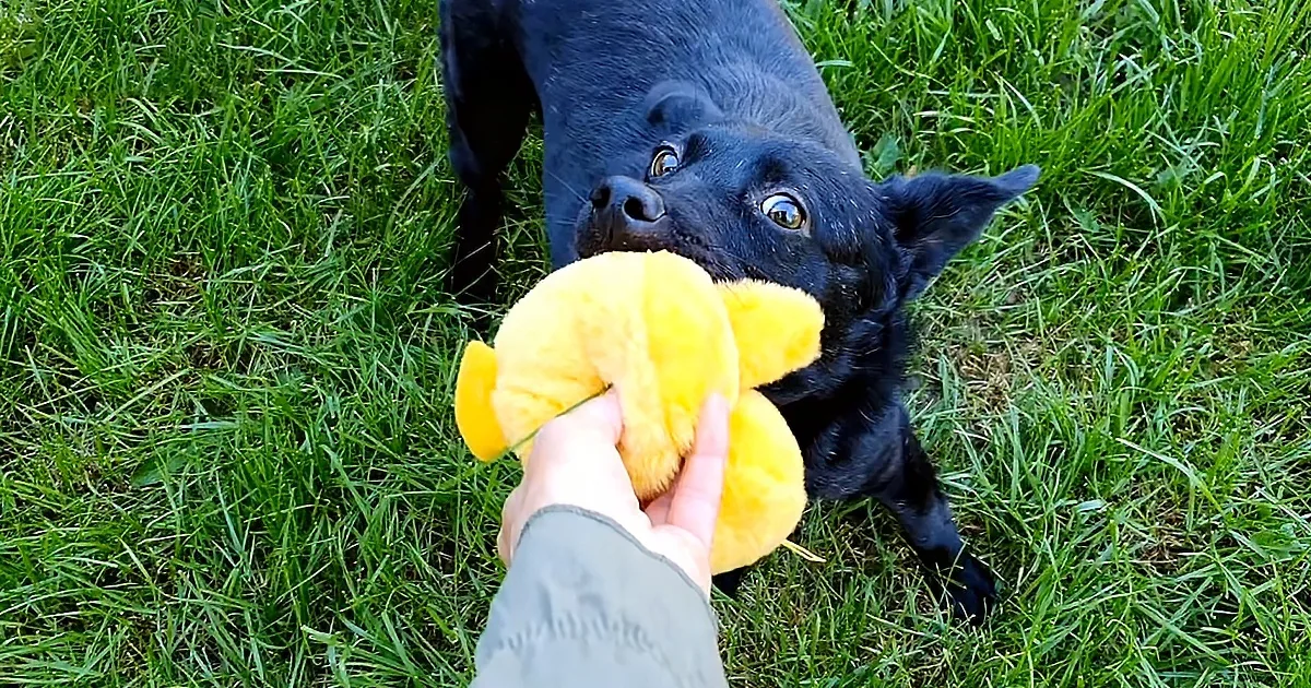 3-Year-Old Dog Thinks She''s Still a Puppy After Being Rescued