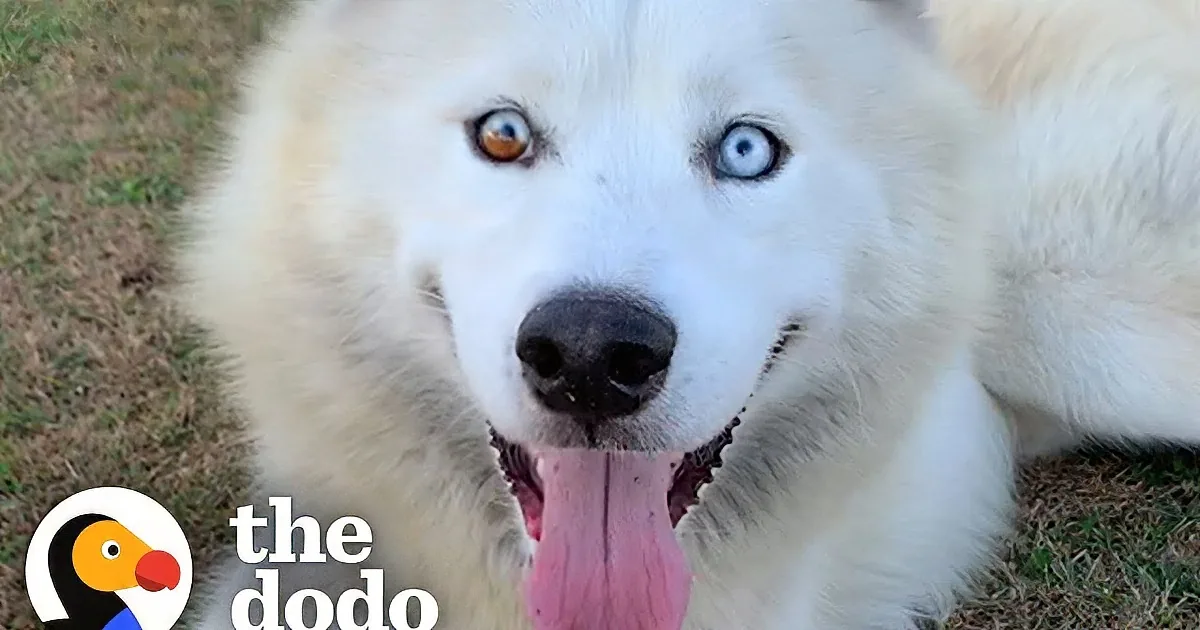 Husky With Beautifully Unique Eyes Rescued by Woman in the Nick of Time