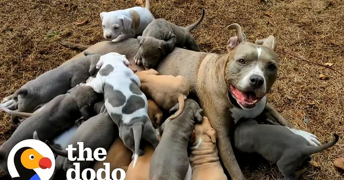 A mother dog is nursing her litter of puppies, all clustered around her.