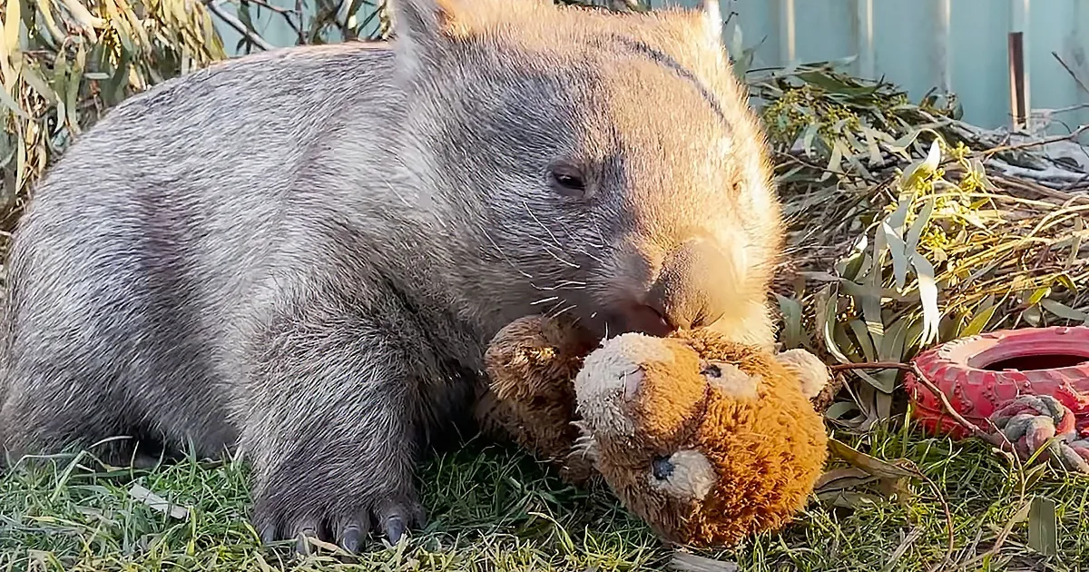 Cute Wombat Can''t Get Enough of His Stuffed Toys