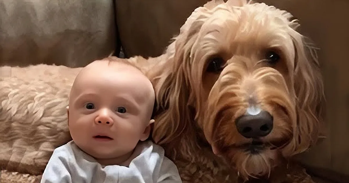 A baby in a white outfit smiles next to a fluffy, light brown dog with floppy ears.