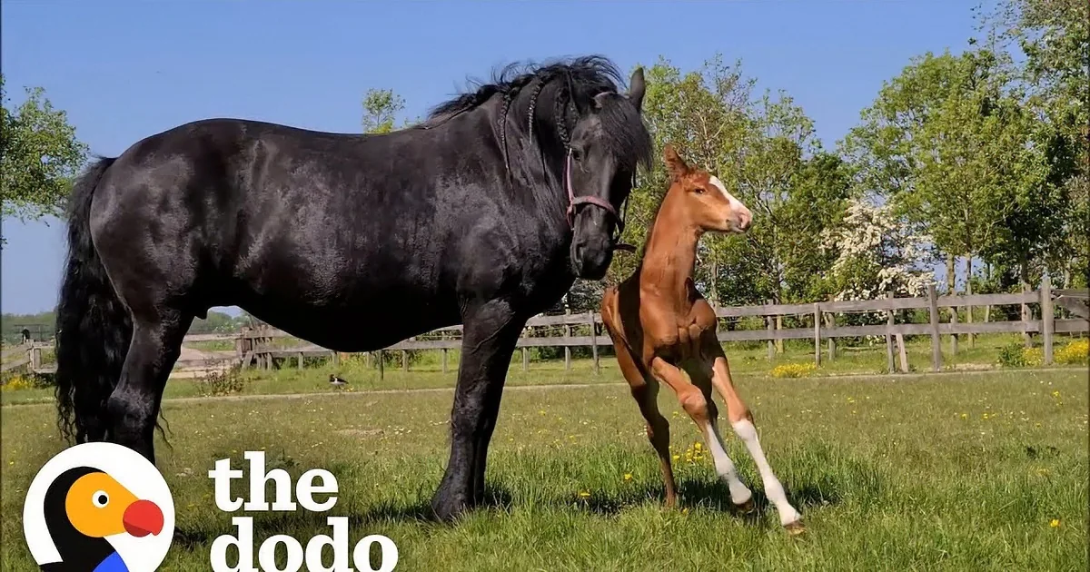 A black horse and a brown foal walk together on a grassy field with trees in the background.