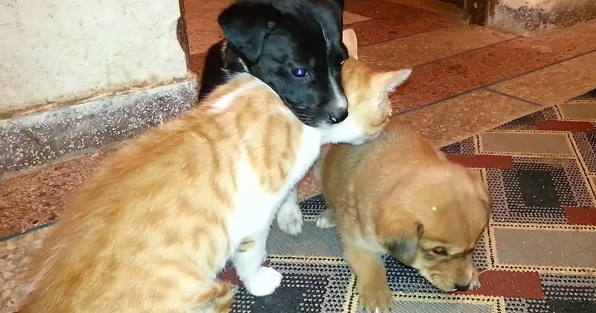 A black puppy and two ginger kittens interact on a tiled floor, with one kitten sniffing the black puppy.