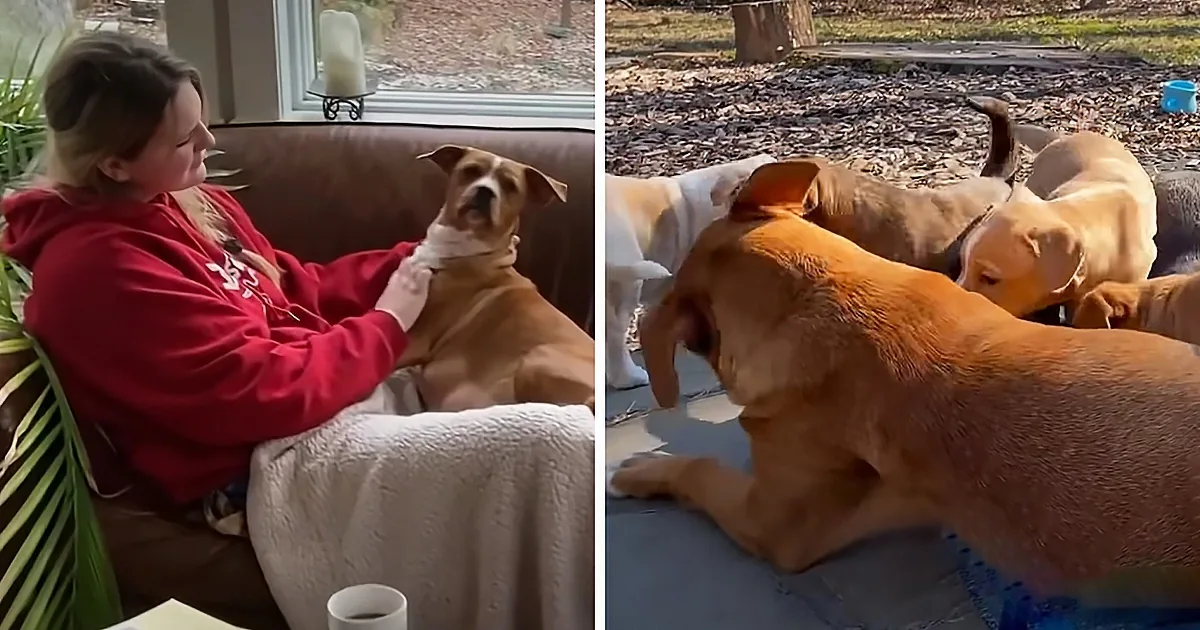 Woman Fosters Pregnant Mama Dog Who Gives Birth to 9 Adorable Pups