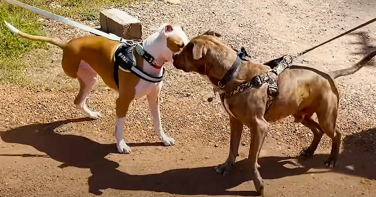 Two dogs on leashes, one white and one brown, sniffing each other on a gravel path.