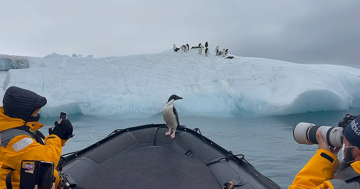 Tiny Penguin Hitches Ride on Antarctic Tour Boat