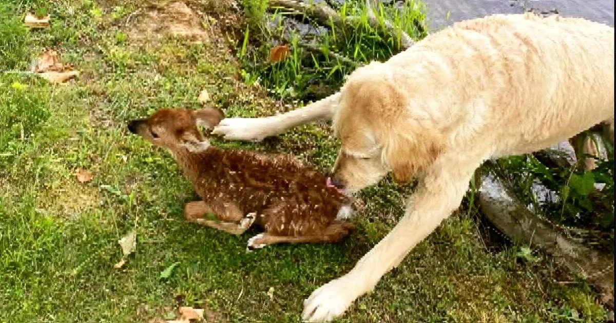 A dog and a fawn are seen in two separate scenes: one in water, the other on land near a body of water.